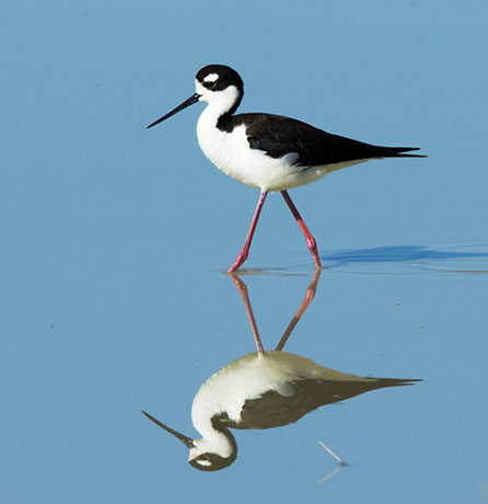 Black-necked Stilt Himantopus mexicanus 