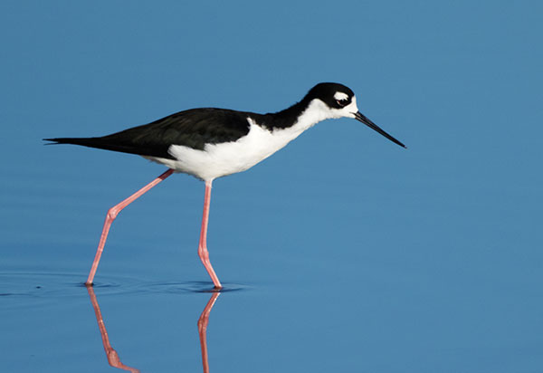 Black-necked Stilt Himantopus mexicanus 