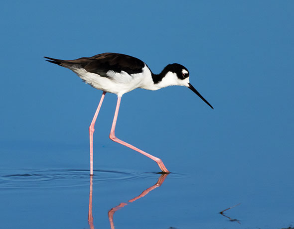 Black-necked Stilt Himantopus mexicanus 