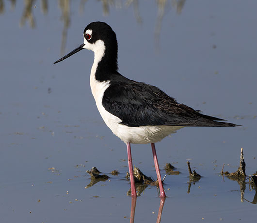 Black-necked Stilt Himantopus mexicanus 