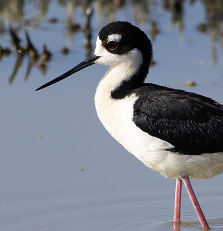 Black-necked Stilt Himantopus mexicanus 