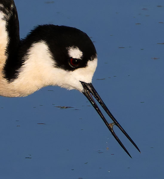 Black-necked Stilt Himantopus mexicanus 