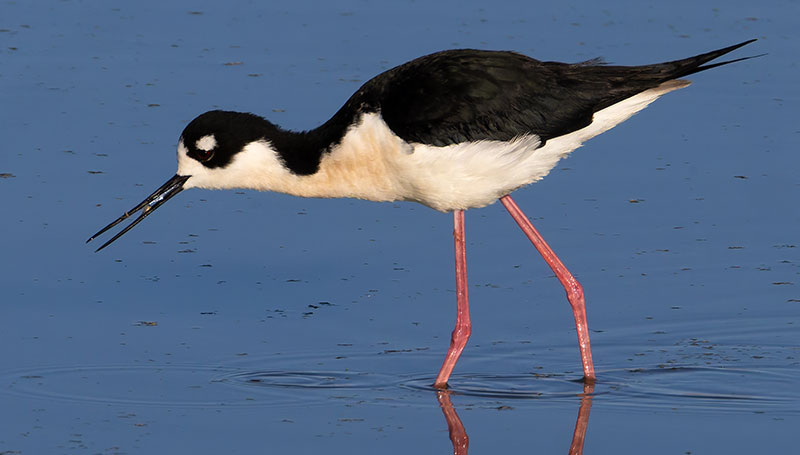 Black-necked Stilt Himantopus mexicanus 