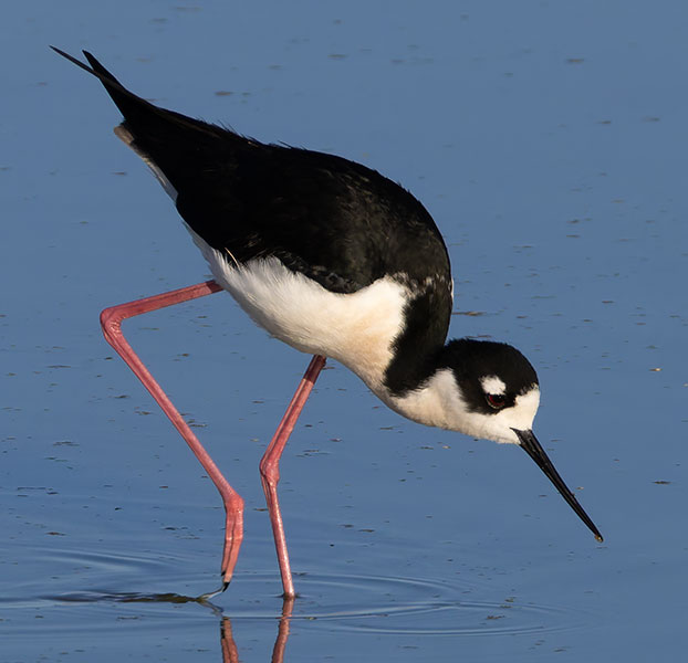 Black-necked Stilt Himantopus mexicanus 