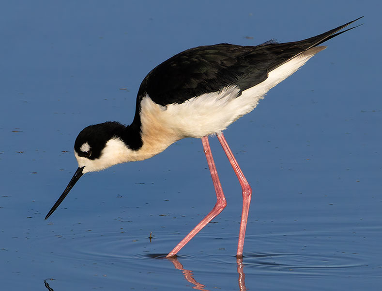 Black-necked Stilt Himantopus mexicanus 