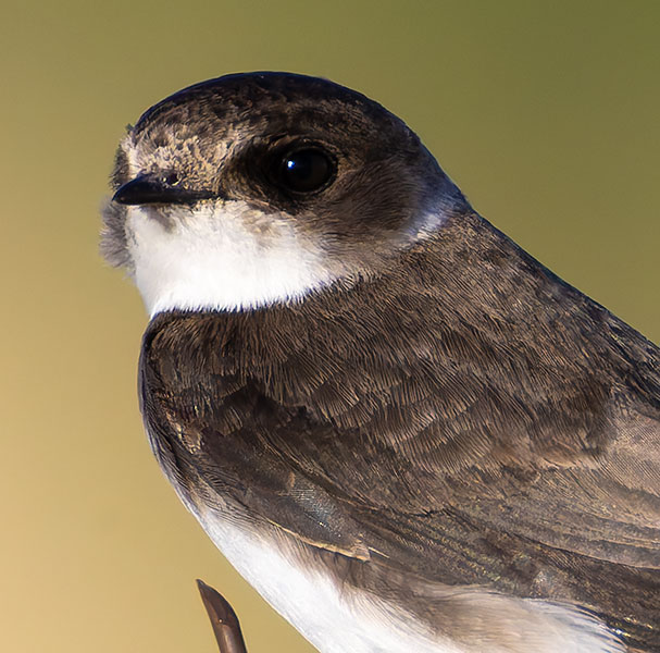 Bank Swallow Riparia riparia 