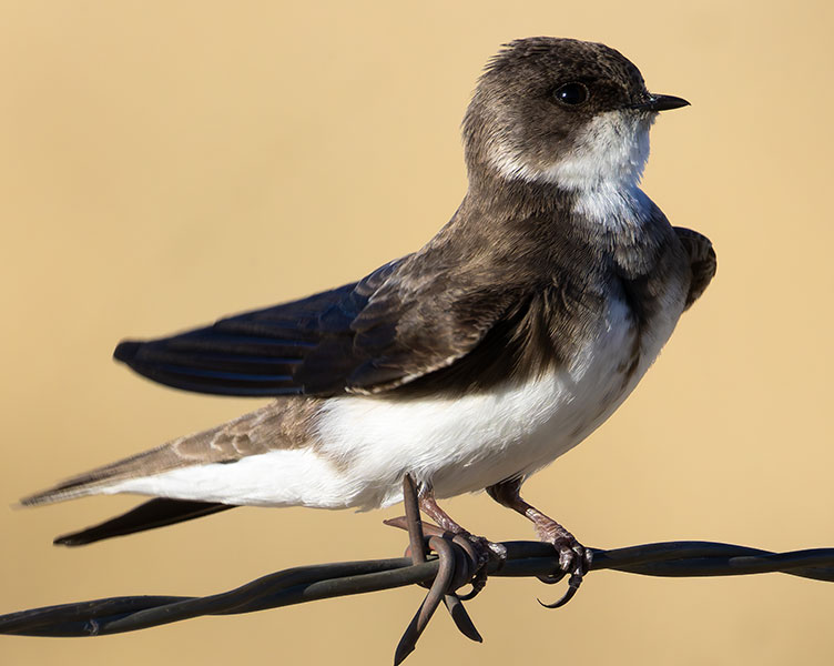 Bank Swallow Riparia riparia 