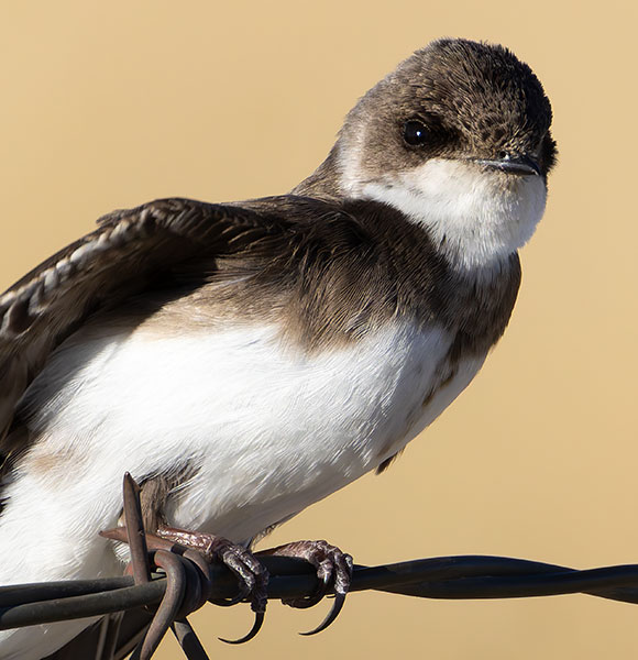 Bank Swallow Riparia riparia 