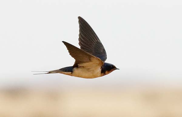 Barn Swallow Hirundo rustica 