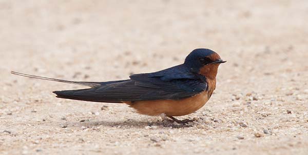 Barn Swallow Hirundo rustica 
