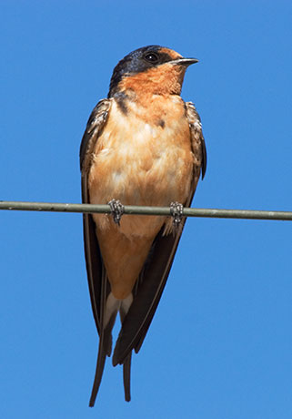 Barn Swallow Hirundo rustica 