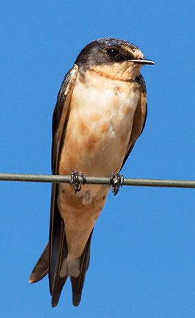 Barn Swallow Hirundo rustica 
