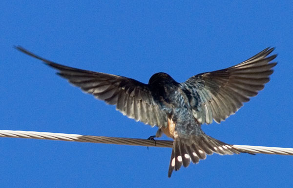 Barn Swallow Hirundo rustica 