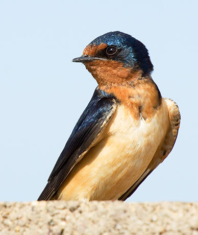 Barn Swallow Hirundo rustica 