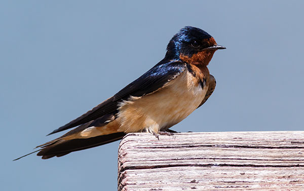 Barn Swallow Hirundo rustica 