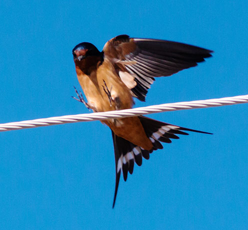 Barn Swallow Hirundo rustica 