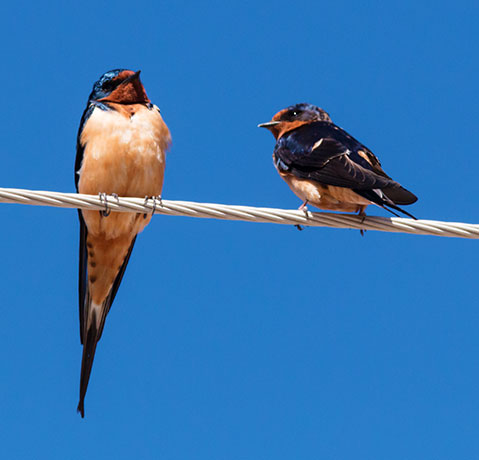Barn Swallow Hirundo rustica 