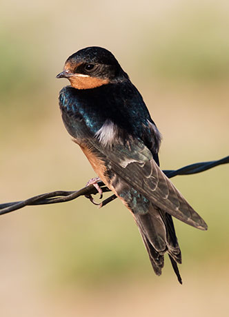 Barn Swallow Hirundo rustica 
