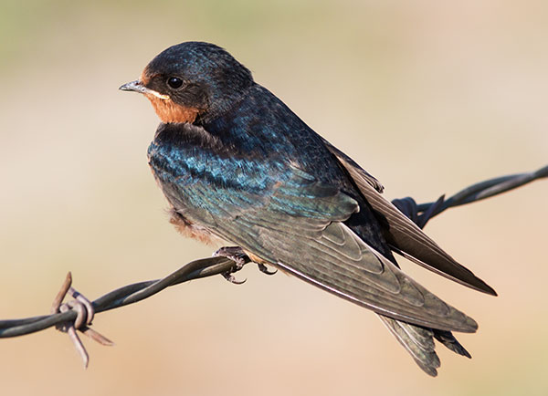 Barn Swallow Hirundo rustica 