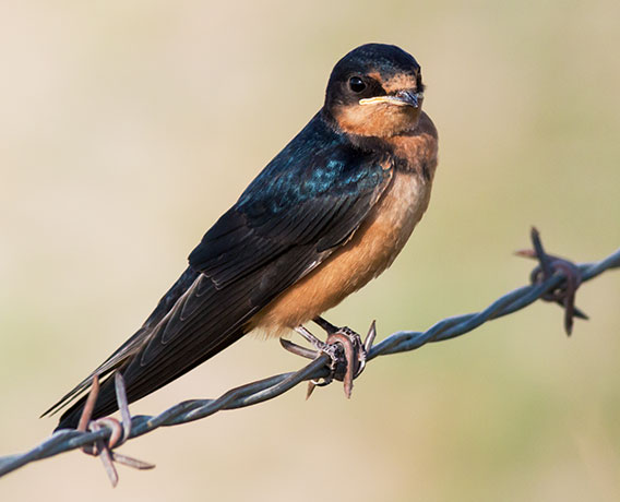 Barn Swallow Hirundo rustica 