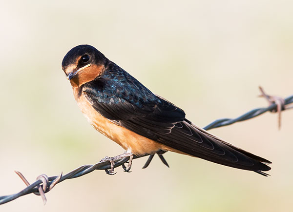 Barn Swallow Hirundo rustica 
