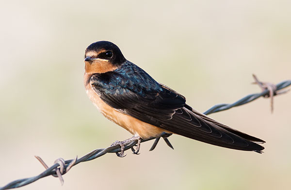 Barn Swallow Hirundo rustica 