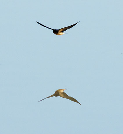 Barn Swallow Hirundo rustica 