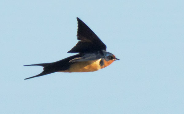 Barn Swallow Hirundo rustica 