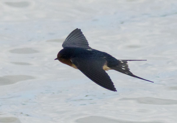 Barn Swallow Hirundo rustica 