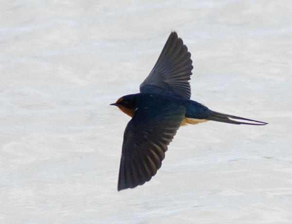 Barn Swallow Hirundo rustica 