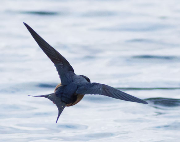 Barn Swallow Hirundo rustica 