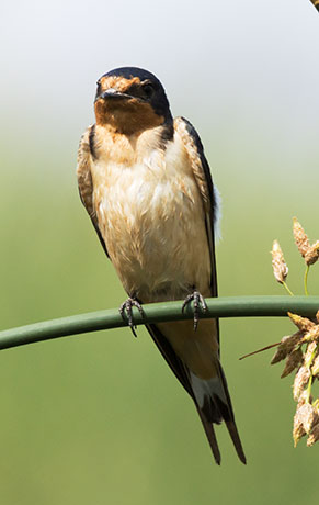 Barn Swallow Hirundo rustica 