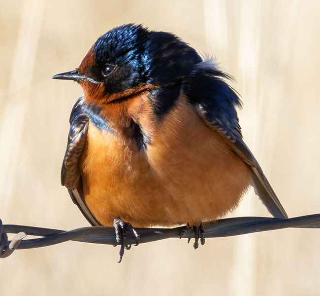 Barn Swallow Hirundo rustica 
