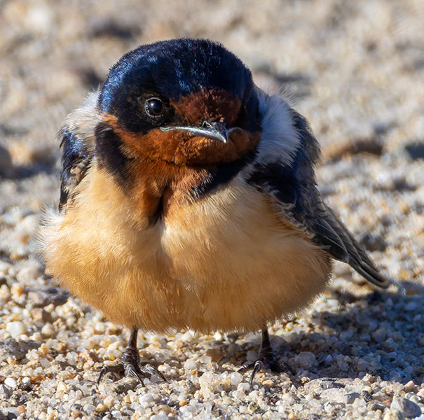 Barn Swallow Hirundo rustica 