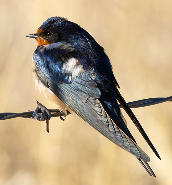 Barn Swallow Hirundo rustica 