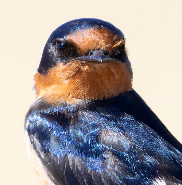 Barn Swallow Hirundo rustica 