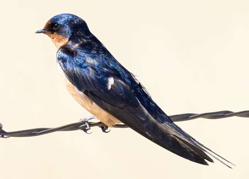 Barn Swallow Hirundo rustica 
