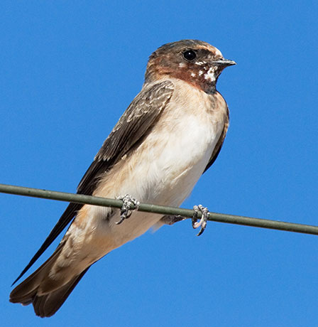 Cliff Swallow Petrochelidon pyrrhonota