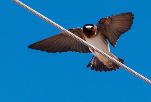 Cliff Swallow Petrochelidon pyrrhonota