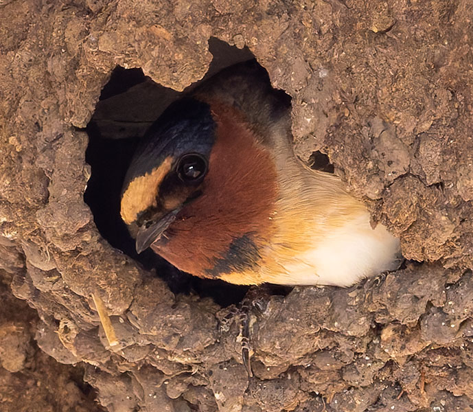 Cliff Swallow Petrochelidon pyrrhonota