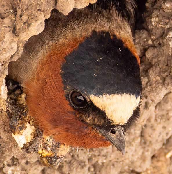 Cliff Swallow Petrochelidon pyrrhonota