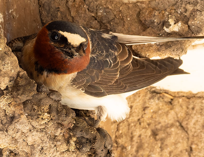 Cliff Swallow Petrochelidon pyrrhonota