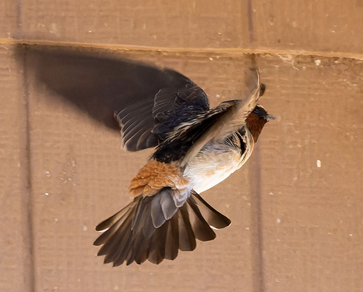 Cliff Swallow Petrochelidon pyrrhonota