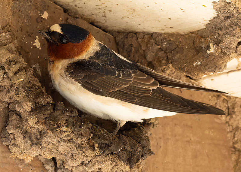 Cliff Swallow Petrochelidon pyrrhonota