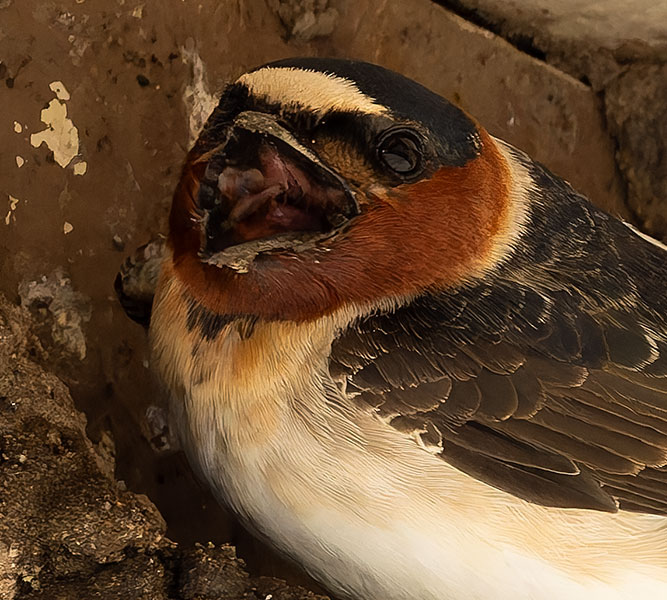 Cliff Swallow Petrochelidon pyrrhonota