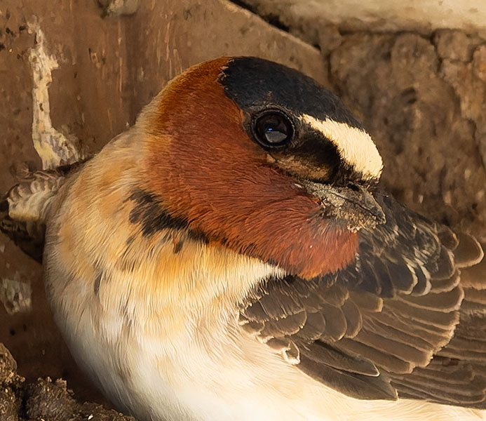 Cliff Swallow Petrochelidon pyrrhonota
