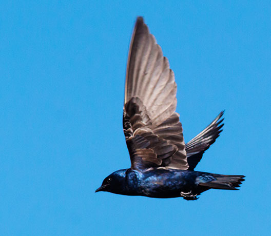 Purple Martin Progne subis 