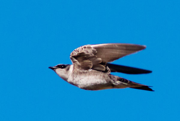 Purple Martin Progne subis 