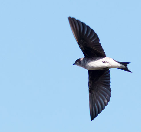 Purple Martin Progne subis 