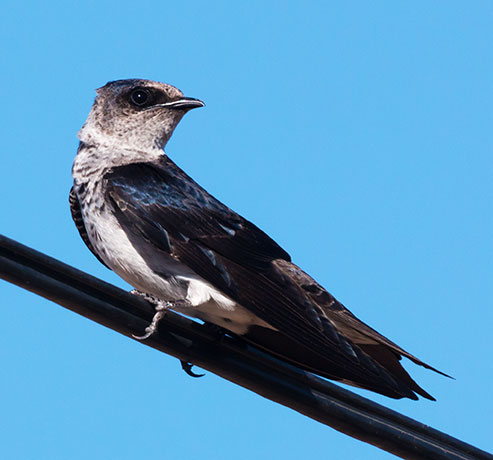 Purple Martin Progne subis 